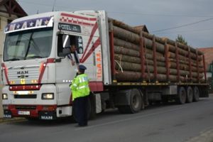 Aspre sancţiuni aplicate şi cantităţi însemnate de material lemnos confiscat de poliţiştii harghiteni