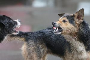 O femeie de 41 de ani a fost omorată de caini în Gorj