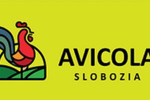 Avicola Slobozia vinde pui zburaţi