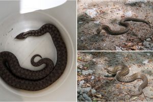 FOTO/VIDEO. Viperă găsită într-o casă din municipiul Satu Mare