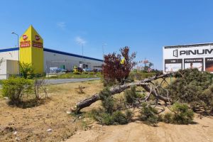 Constanteanul suparat: “Au fost taiati pinii dobrogeni de la intrarea in Constanta. Municipalitatea a avizat in zona un amplu proiect de plantari 