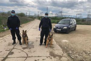 FOTO| Câinii poliţişti, scoşi la treabă în Alba Iulia: Patrule mixte, ale poliţiei, jandarmeriei si armatei verifică respectarea ordonanţelor militare