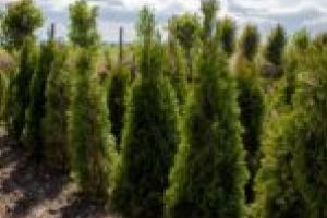 Gata cu arborii ornamentali din străinătate! Primăria Reşiţa plantează singură copacii care vor înfrumuseţa oraşul