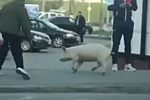 Cazul porcului fugar! Scroafa era în călduri, proprietara amendată a contestat amenda