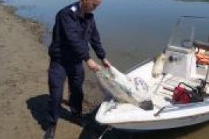 Urmarire pe Dunare pentru prinderea “pestelui cel mare”