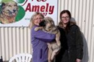 Și ei aşteaptă ajutor! Voluntariatul la adăposturile de animale, permis de lege