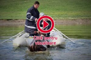 Pompierii au salvat o viţică din lacul de la Rogojeşti