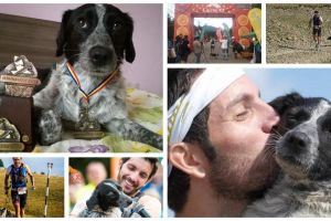 FOTO / Eu sunt ULTRA! O căţeluşă maidaneză s-a ţinut după maratonişti şi a alergat 105 kilometri prin munţi – O poveste despre curaj şi iubire, despre prietenia incredibilă dintre un om şi un câine