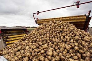 Subvenţia pentru cartofi, plafon suplimentat cu 650.000 de euro