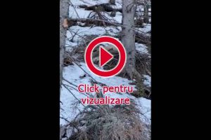 Imagini şocante, cu doi cerbi împuşcaţi pe care braconierii se pregătesc să îi decapiteze