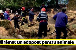 NEAMȚ: S-a dărâmat un adopost pentru animale. Un bărbat şi 20 de vite au fost prinse sub dărâmături (FOTO)