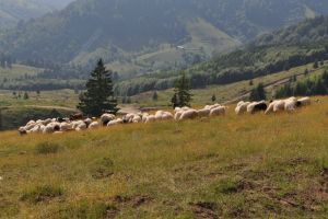 Un obicei vechi de sute de ani, Măsura oilor, oprit din cauza pandemiei
