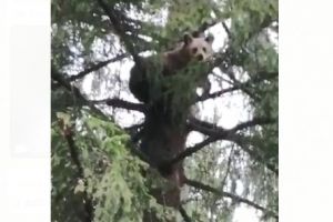 VIDEO Urs speriat, filmat în copac, acum, la Predeal!