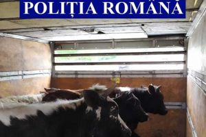 Slobozia şi Urziceni: Animale transportate fără documente de proveninţă şi autorizaţii sanitar-veterinare.