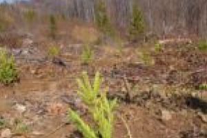 800.000 de puieţi pentru întinerirea pădurilor din Caraş-Severin!