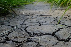 Cea mai mare SECETĂ din ultimii zeci de ani. Ce MĂSURI trebuie să ia FERMIERII