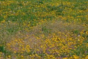 Prognoza meteo în Maramureş până în 17 mai