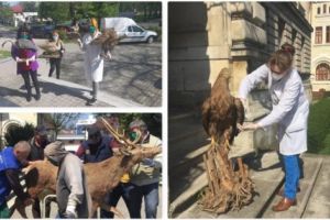 Păsările şi animalele împăiate „migrează” în depozitele Muzeului Judeţean