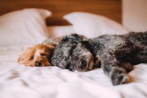 Patrupedul tău este bolnav? Îi poţi reda starea de bine cu produsele CBD pentru animale!