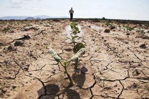 Comisie pentru evaluarea pagubelor în agricultură provocate de secetă, constituită la Botoşani prin ordin al prefectului
