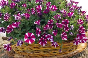 FOTO Aranjamente florale originale făcute de un producător din Botoşani. Petuniile, muşcatele sau panseluţele, vândute în coşuri de nuiele