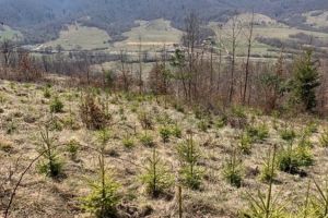 Peste 80.000 de puieţi forestieri, plantaţi în această primăvară în pădurile Braşovului (Foto)