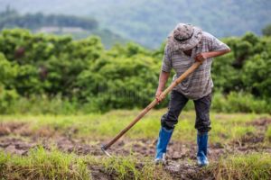 Fermierii vor primi sprijin financiar pentru tinerii angajaţi în agricultură şi fonduri ...