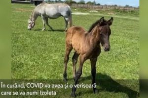 Covid paşte la Goleşti