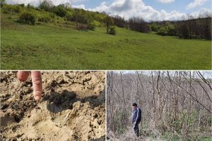 Ursul a dat iama într-o cireadă de vaci, la Monor (FOTO-VIDEO)