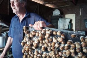 PLOILE AU REDESCHIS AFACEREA CU MELCI LA ŞTEFĂNEŞTI!