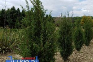 GALERIE FOTO: La Pepiniera Silvică Dumbrăviţa se cultivă 1.100.000 puieţi forestieri şi peste 50.000 plante ornamentale. Unde ajung aceştia