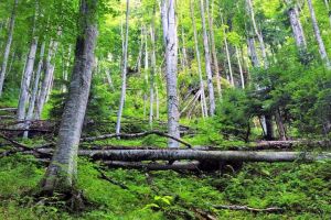 UPDATE Cauza morţii celor doi bărbaţi găsiţi într-o pădure din judeţul Sibiu – Au băut spirt