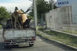 VIDEO CU VACA LA PLIMBARE PE… CENTURĂ