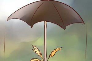 Ghidul solicitantului pentru finanţarea cu fonduri europene a primelor de asigurare a culturilor, a animalelor şi a plantelor este acum disponibil pe site