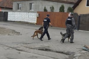 Continuă misiunile efectuate în judeţul Alba, de agenţii M.A.I, pentru respectarea normelor impuse de starea de urgenţă