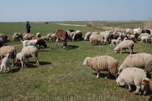 Fugar, prins de poliţie. Se ascundea în pădure după omorul din stâna de la Bezdead