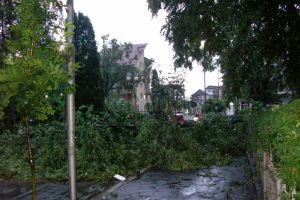 Vântul deosebit de puternic a rupt copaci în municipiul Rădăuţi