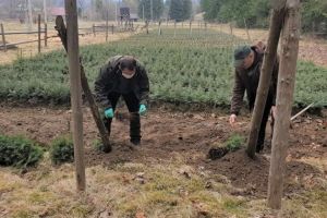 Peste 130 de mii de puieţi forestieri vor fi plantaţi de Ocolul Silvic Tugheş în campania de împăduriri de primăvară