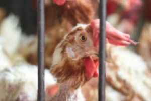 Gripa aviară ameninţă judeţul Timiş. Atenţionări pentru cetăţeni, după ce două localităţi din judeţul Arad intră sub supravegherea DSVSA
