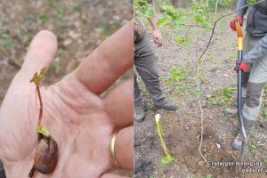 În Parcul Dendrologic Braşov au fost plantaţi primii puieţi din specii exotice (Foto)