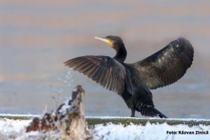 Aviz pozitiv pentru împuşcarea cormoranilor (păsări interzise vânătorii)