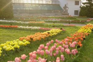 S-a deschis sezonul lalelelor. Feerie în Grădina Botanică din Cluj VIDEO