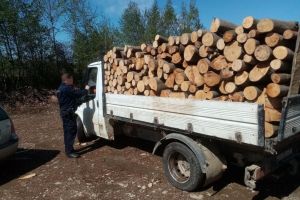 O camionetă plină cu lemn de fag, depistată la Suceviţa fără acte legale
