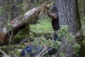 Bărbat ucis de copacul pe care-l tăiase!
