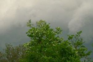Jurnal din anii ciumei Covid 19. Miresmele din satul copilăriei. Flori, holde, copaci…