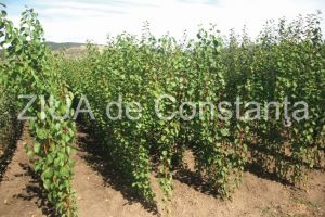 Doua plantatii ecologice mixte in comuna Pantelimon. Ce firma a depus documentatia la APM Constanta