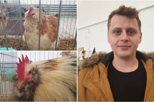 FOTO, VIDEO| Pasiunea unui tânăr din Sebeş, care creşte găini Faverolles. Cum arată păsările de curte cu cinci degete la picioare (în loc de patru), capul împodobit cu un smoc de barbă şi perciuni