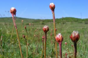 Avem cea mai mare rezervaţie botanică în care creşte această plantă şi parcă ne e jenă cu ea (FOTO)