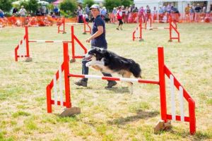 Demonstraţii spectaculoase de dresaj şi prezentări de rase la DogFest