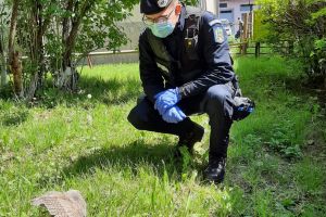 FOTO! Misiune specială a jandarmilor. Au salvat o bufniţă